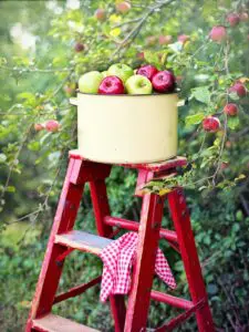 A bucket of apples on a step ladder in front of an apple tree