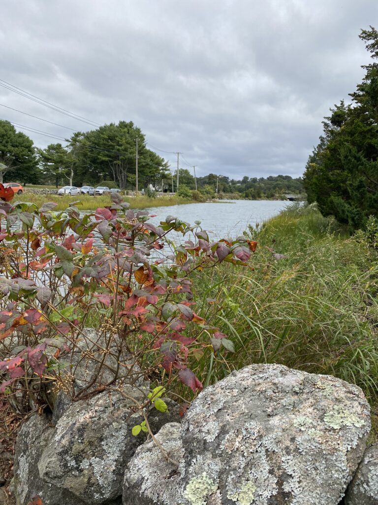 Quiambog Cove at Knox Preserve